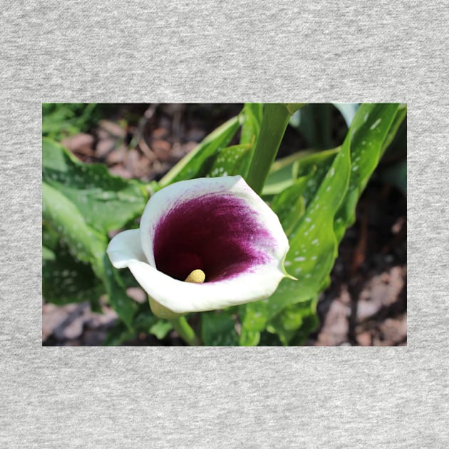 Calla Lily Tilted Photographic Image by AustaArt